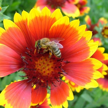 Willa Tourist Farm Pri Martinovih Krška Vas Zewnętrze zdjęcie