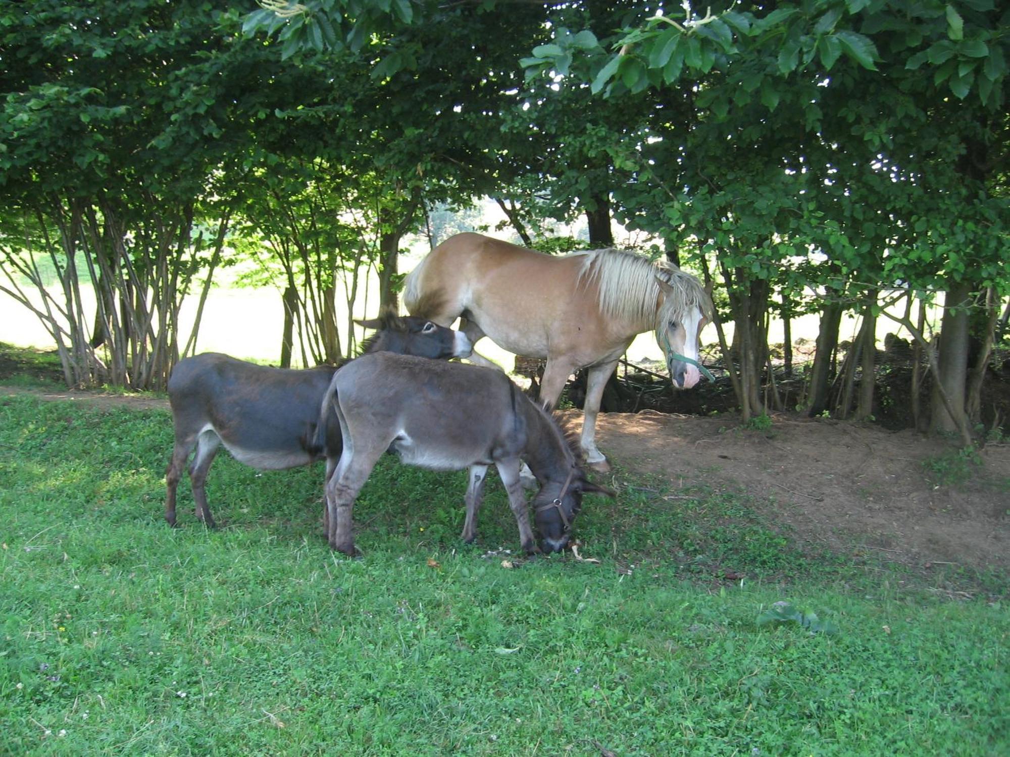 Willa Tourist Farm Pri Martinovih Krška Vas Zewnętrze zdjęcie